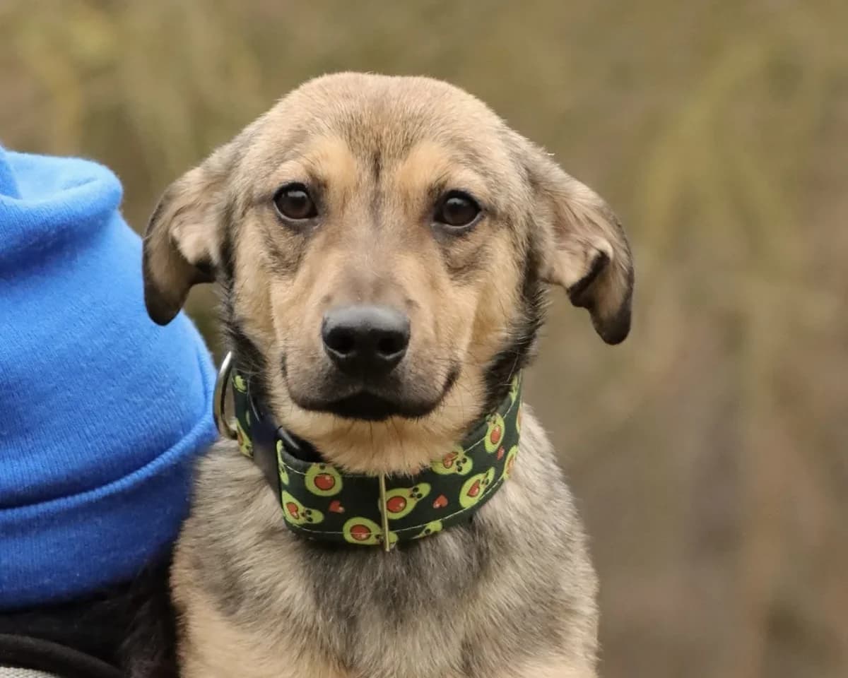 Gizmo, male Mixed Breed for adoption at Schronisko dla Zwierząt w Płocku