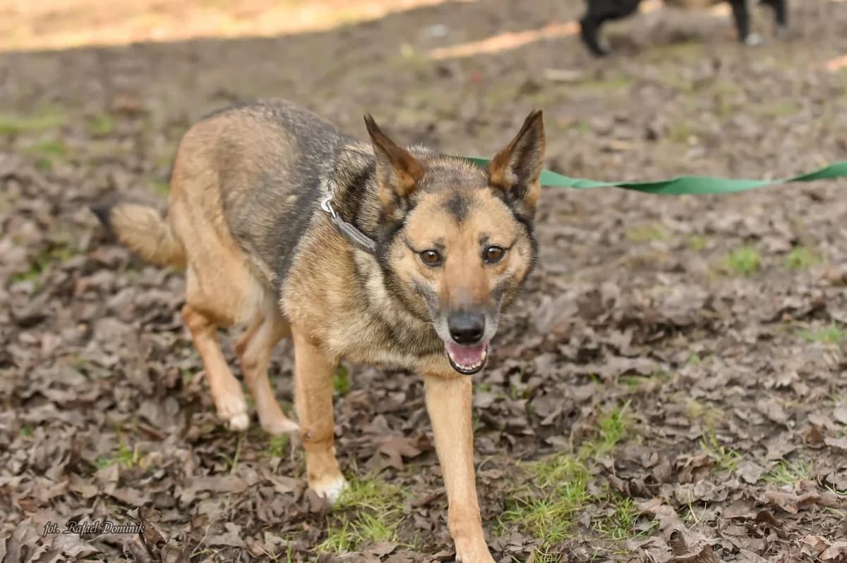 Lara, female Mixed Breed for adoption at Schronisko dla Zwierząt w Płocku