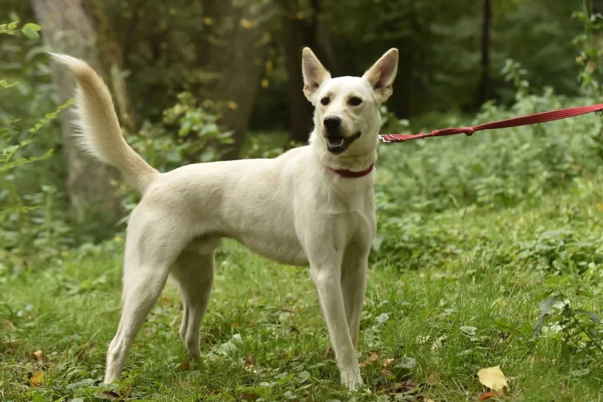 Piksel, male Mixed Breed for adoption at Schronisko dla Zwierząt w Płocku