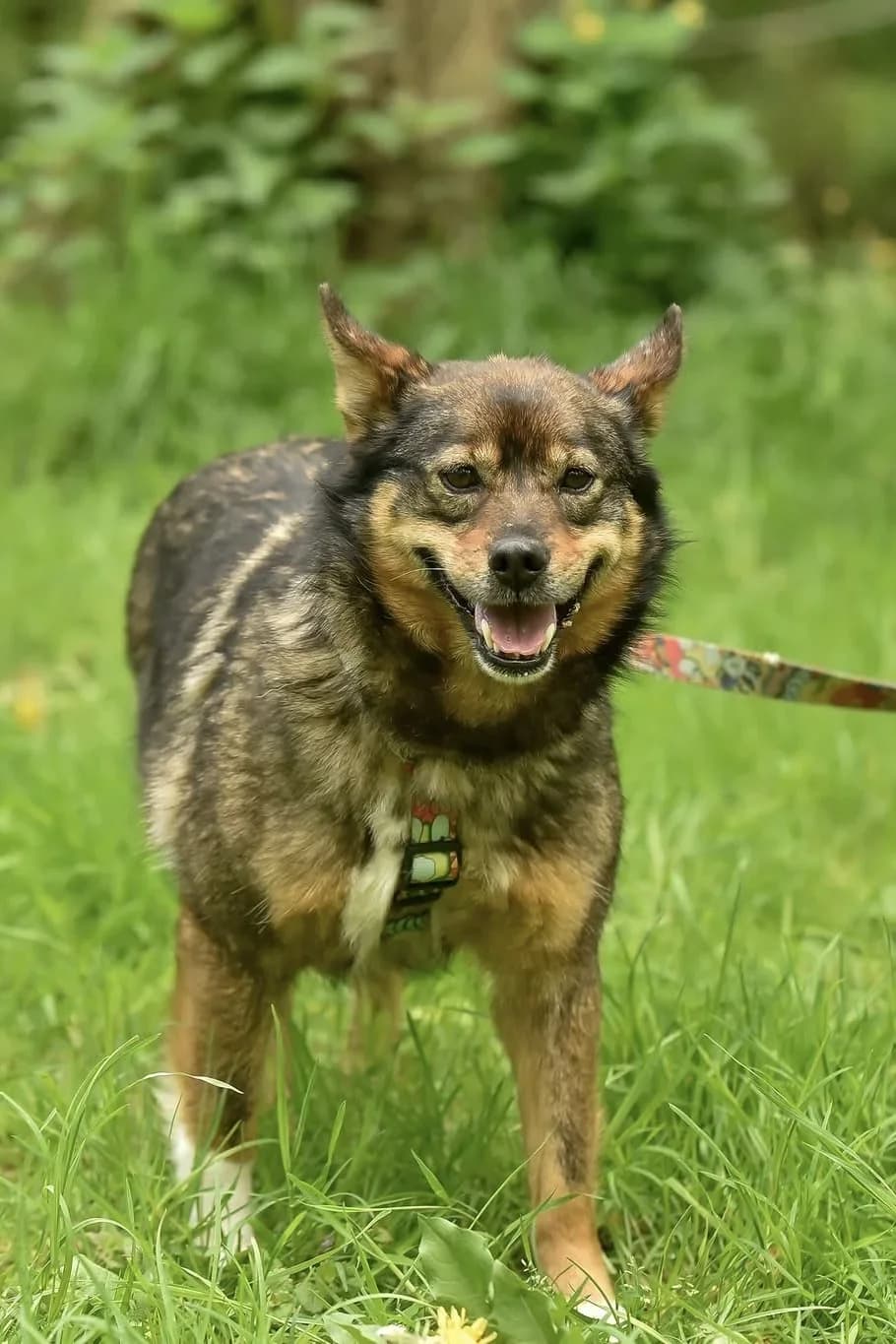 Reda, female Mixed Breed for adoption at Schronisko dla Zwierząt w Płocku