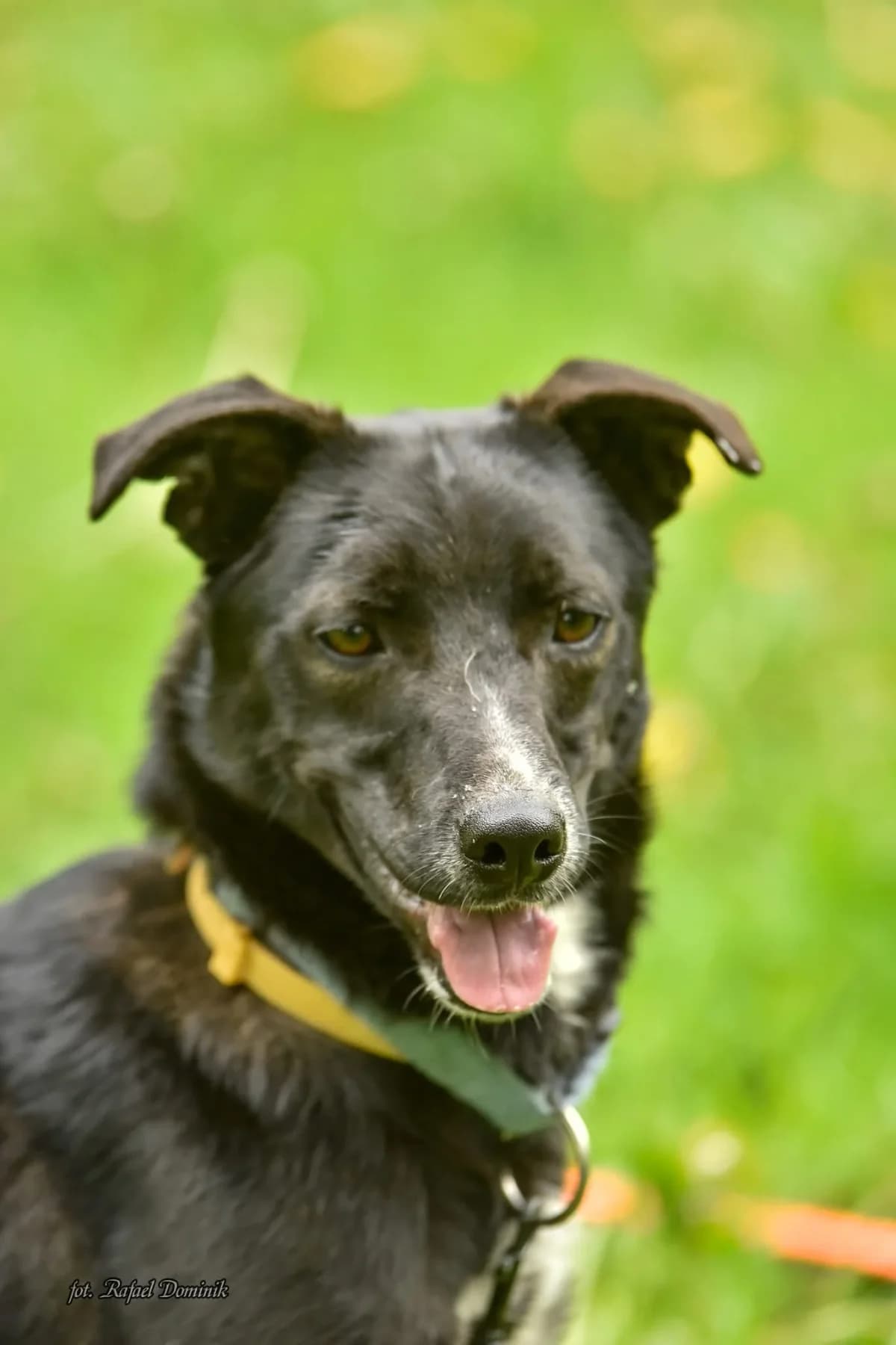 Neptun, male Mixed Breed for adoption at Schronisko dla Zwierząt w Płocku