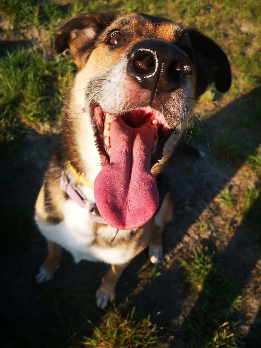 Bentley, male Mixed Breed for adoption at Schronisko dla Zwierząt w Poznaniu, Poznan