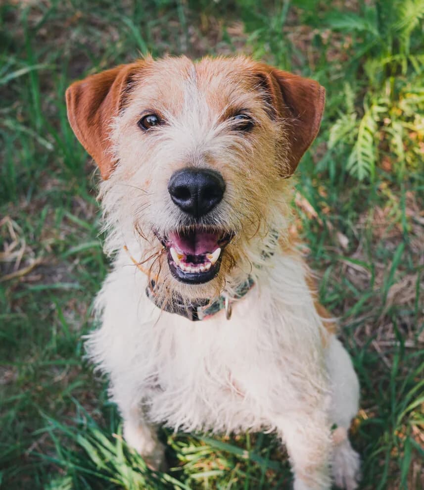Pepper, Mixed Breed (Schronisko dla Zwierząt w Poznaniu)