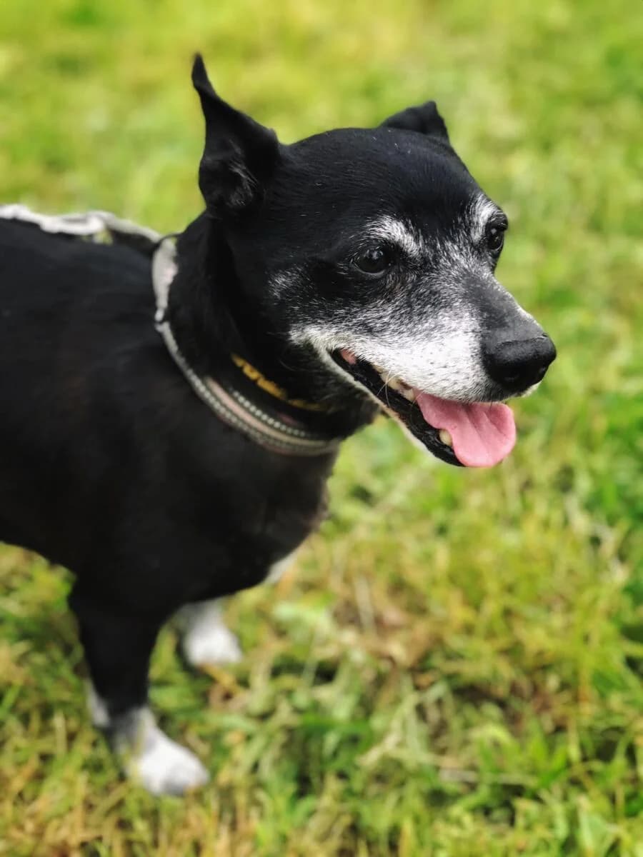 Żużelek, Mixed Breed (Schronisko dla Zwierząt w Poznaniu)