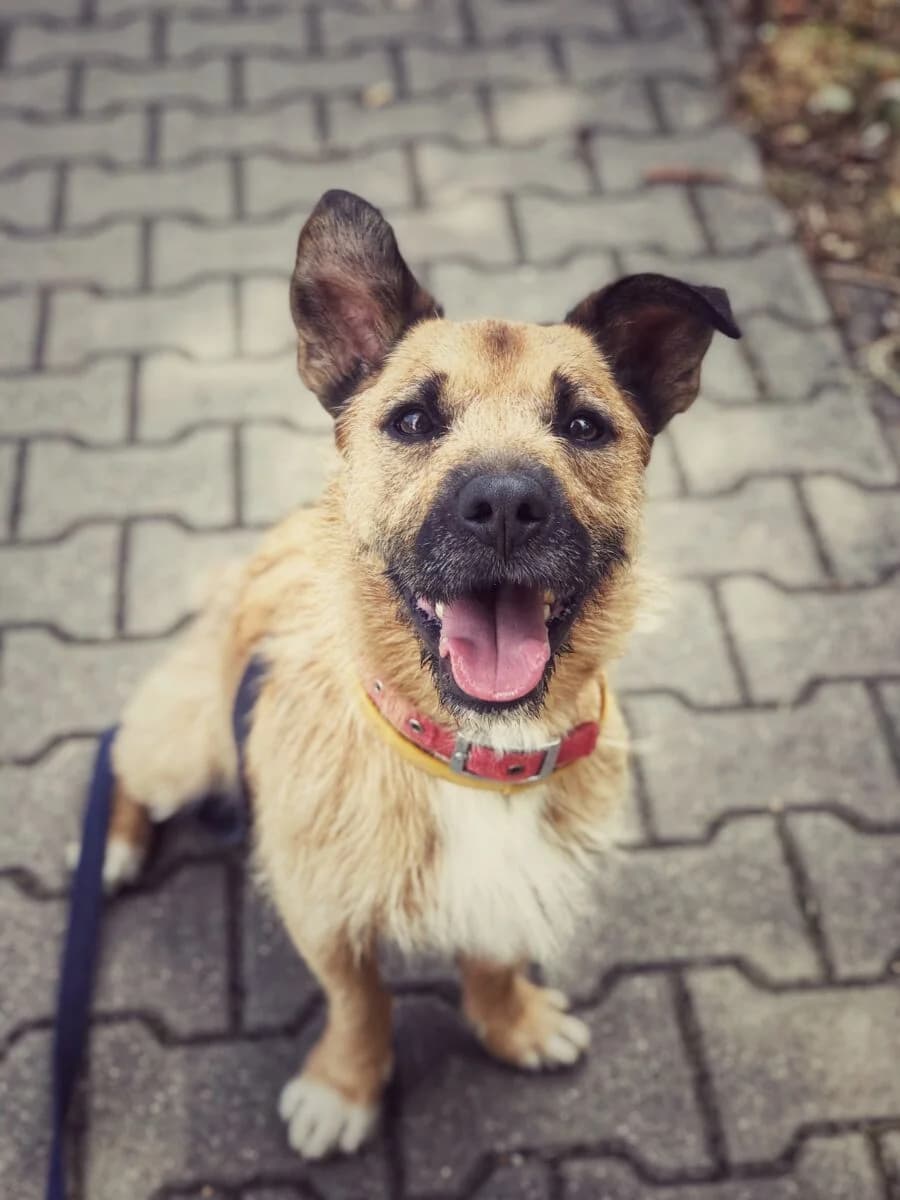 Gaz, Mixed Breed (Schronisko dla Zwierząt w Poznaniu)