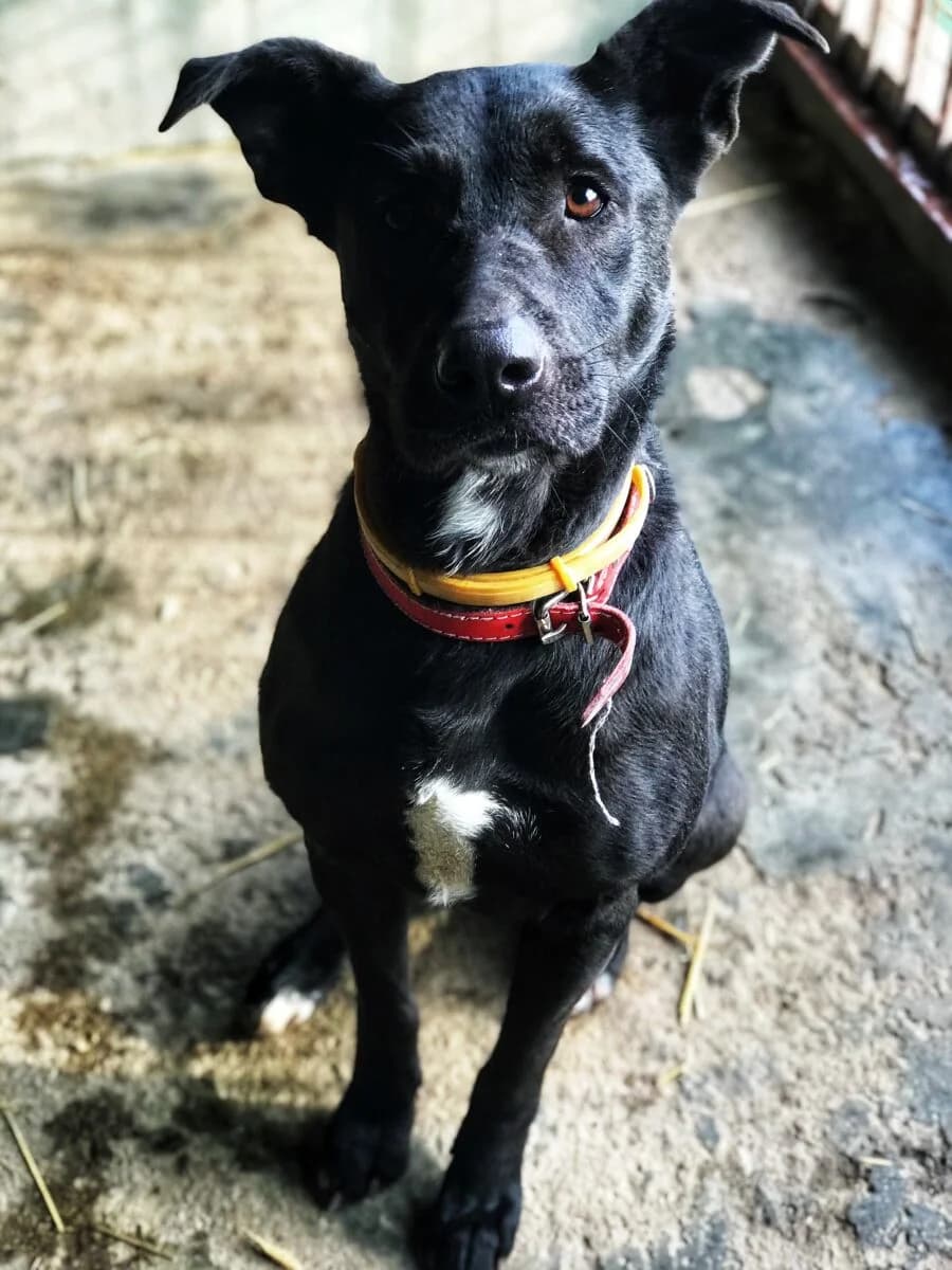Layla, Mixed Breed (Schronisko dla Zwierząt w Poznaniu)