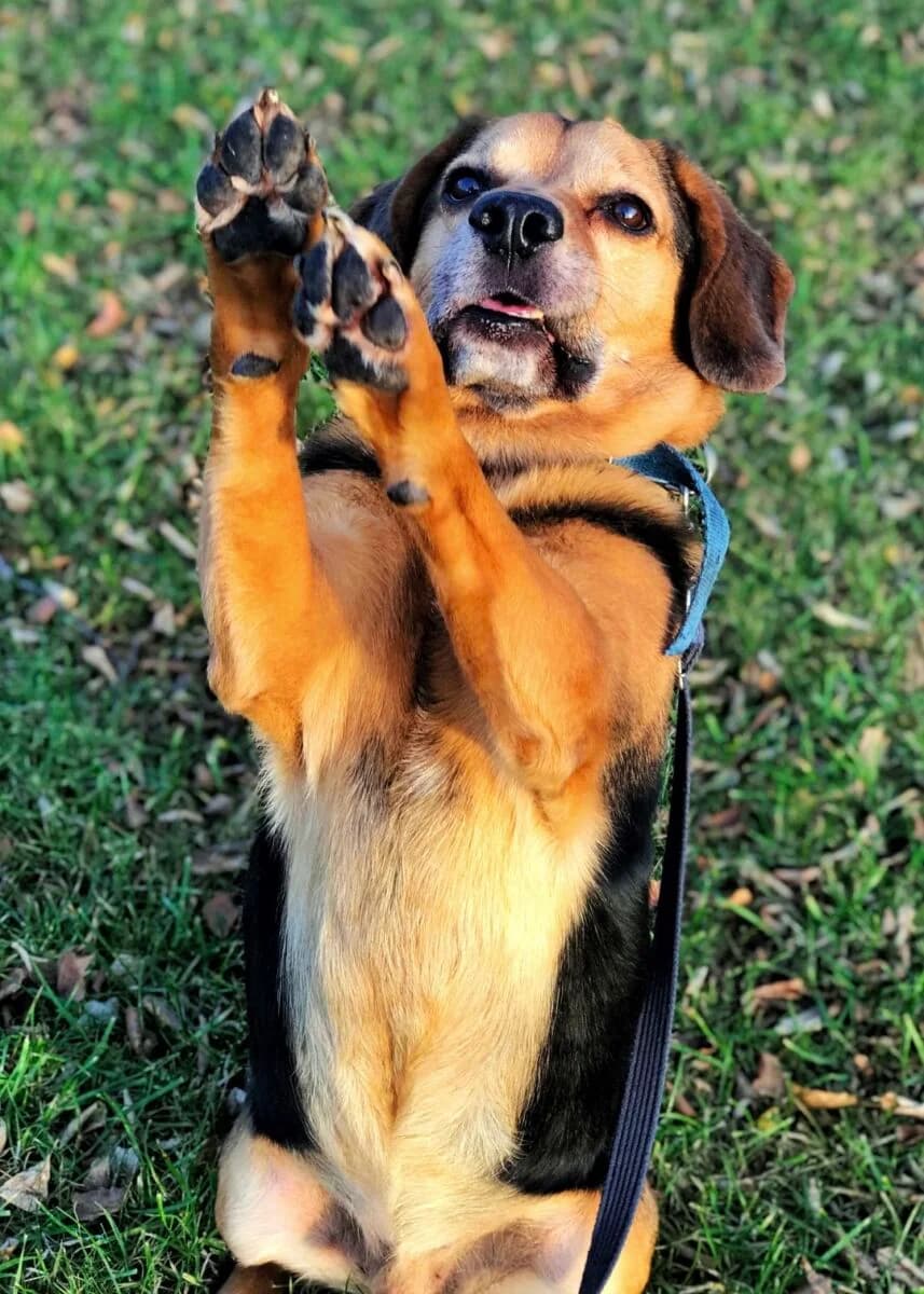 Kajtek, male Beagle for adoption at Schronisko dla Zwierząt w Poznaniu, Poznan