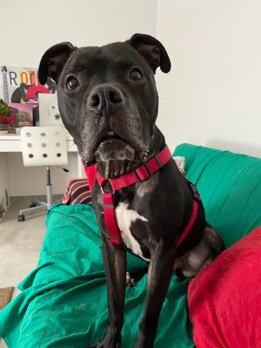 Sudan, male Mixed Breed for adoption at Schronisko dla Zwierząt w Poznaniu, Poznan