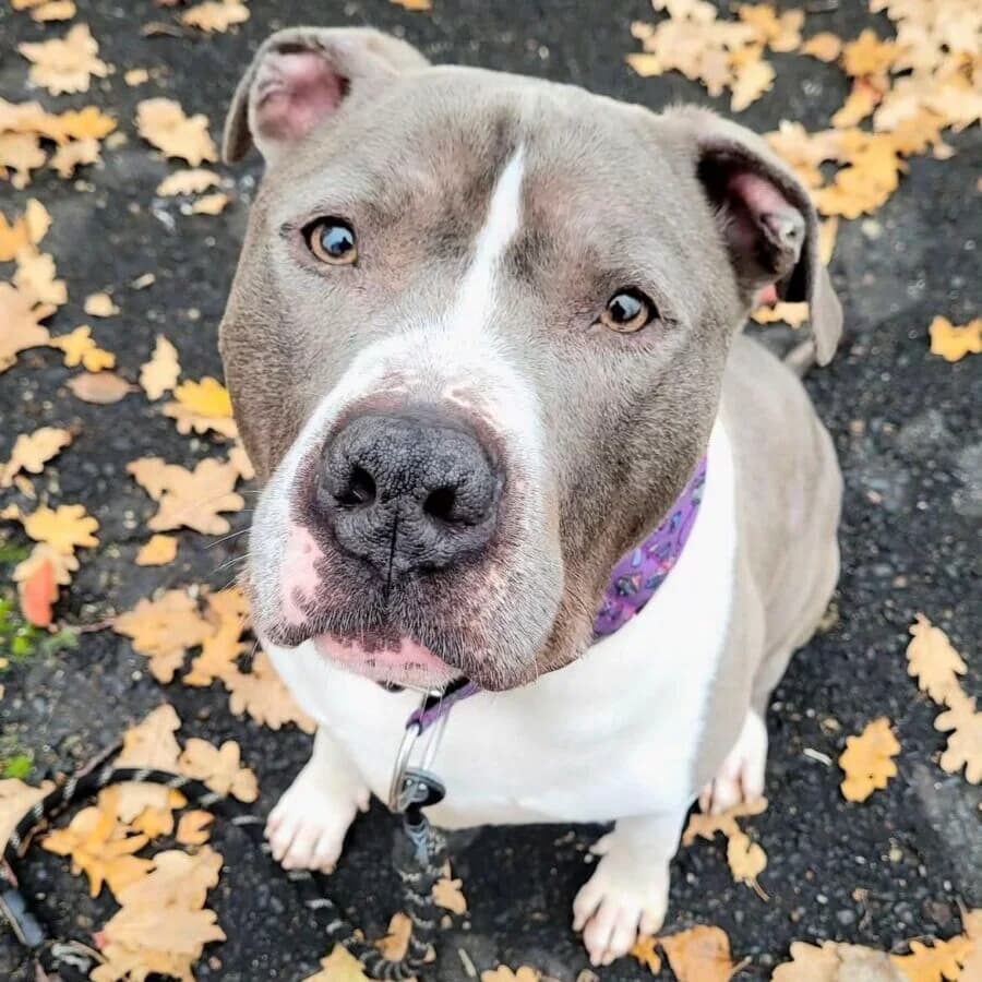 Bandzior, male Mixed Breed for adoption at Schronisko dla Zwierząt w Poznaniu, Poznan