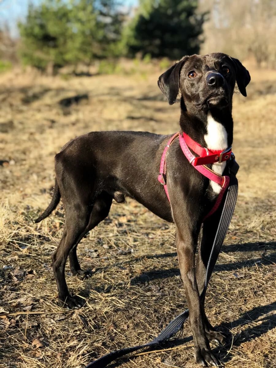 Elmo, Mixed Breed (Schronisko dla Zwierząt w Poznaniu)