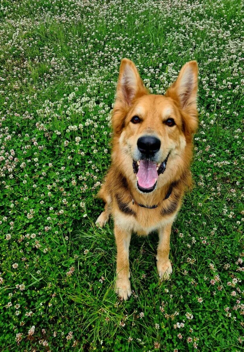 Jarjar (jj), male Mixed Breed for adoption at Schronisko dla Zwierząt w Poznaniu, Poznan