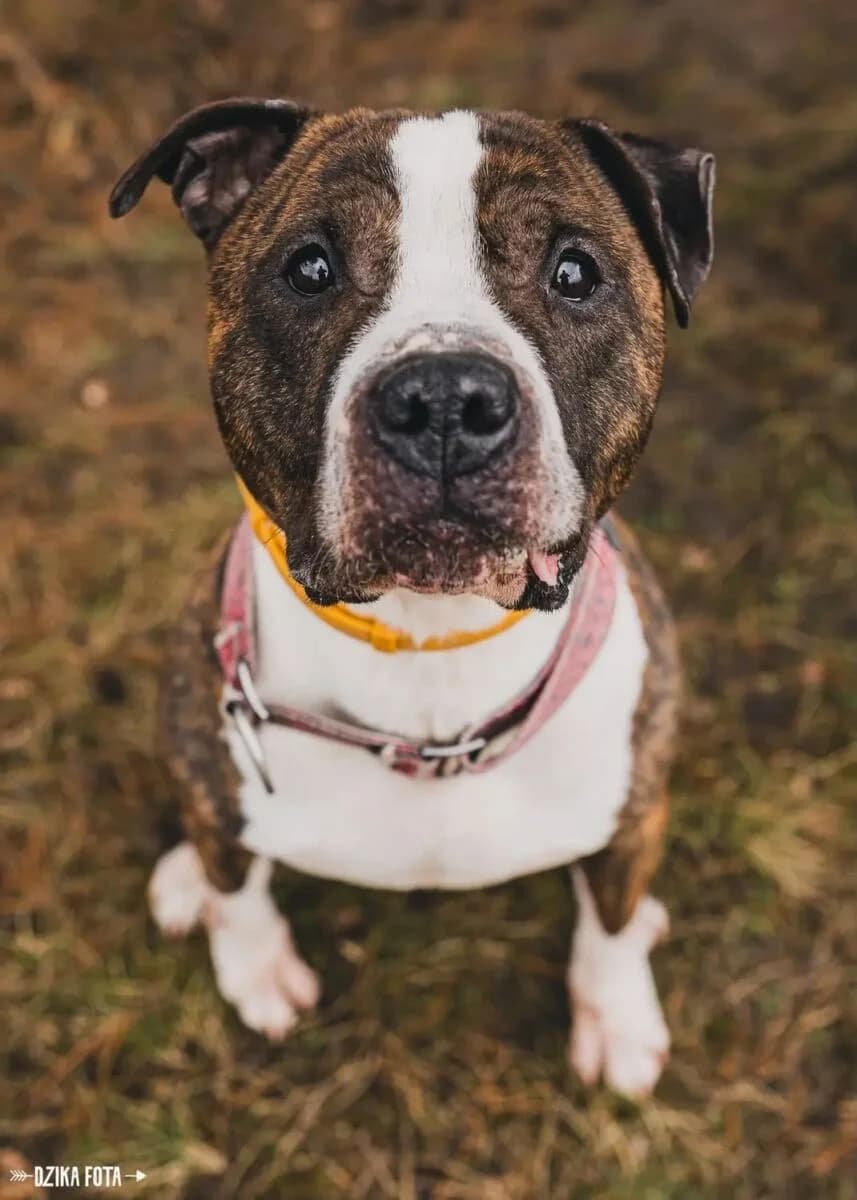 Rocky-1, Mixed Breed (Schronisko dla Zwierząt w Poznaniu)