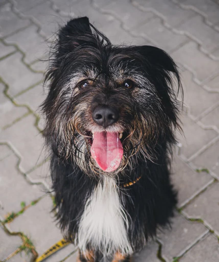 Kazik, Mixed Breed (Schronisko dla Zwierząt w Poznaniu)