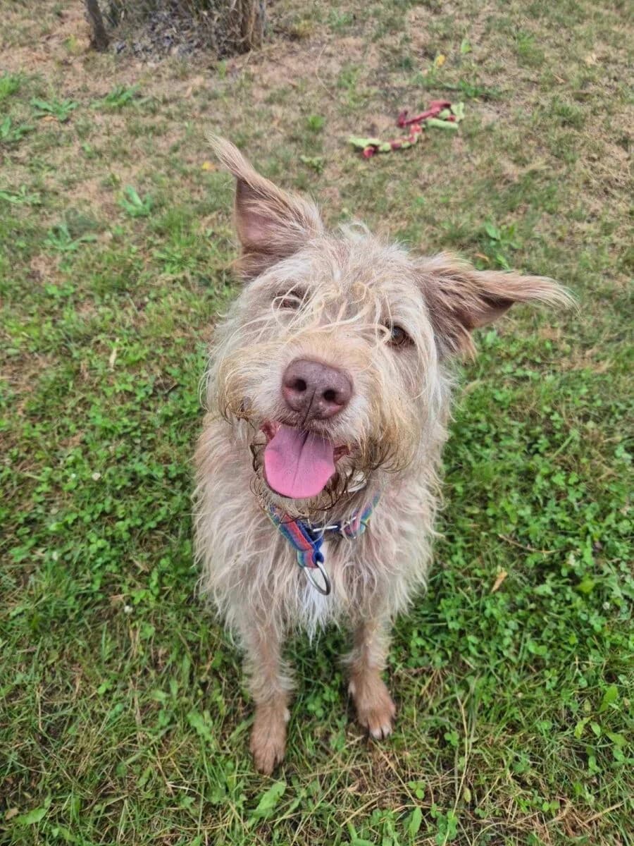 Zaja, Mixed Breed (Schronisko dla Zwierząt w Poznaniu)