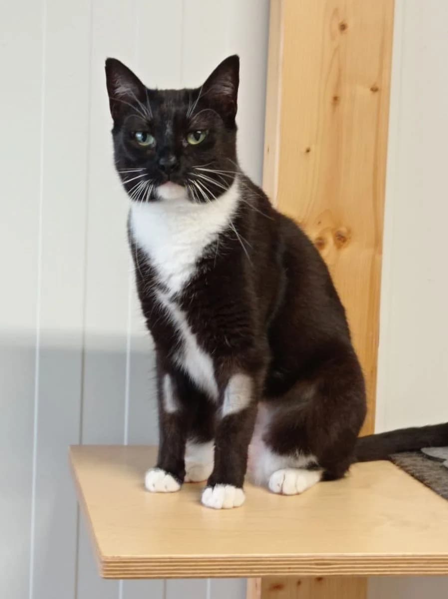 Mona, female Mixed Breed for adoption at Schronisko dla Zwierząt w Poznaniu, Poznan