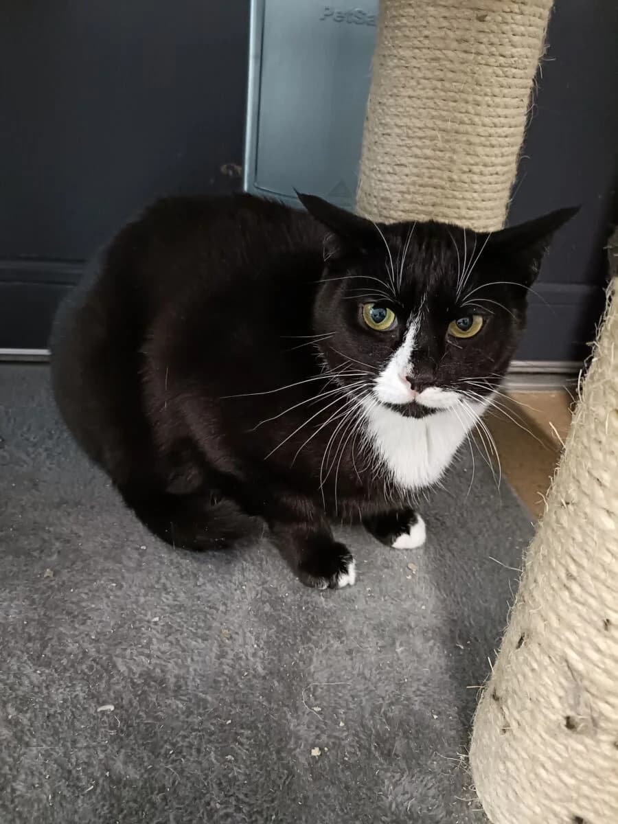 Tymianek, male Mixed Breed for adoption at Schronisko dla Zwierząt w Poznaniu, Poznan