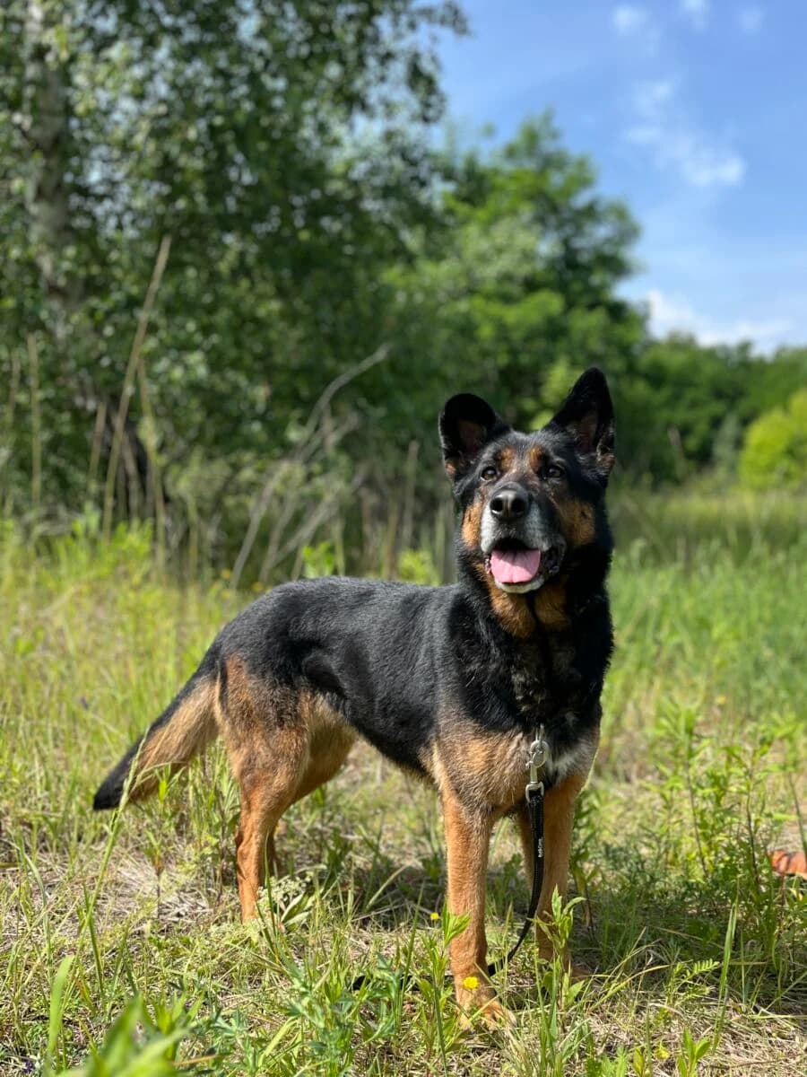 Vitani, Mixed Breed (Schronisko dla Zwierząt w Poznaniu)