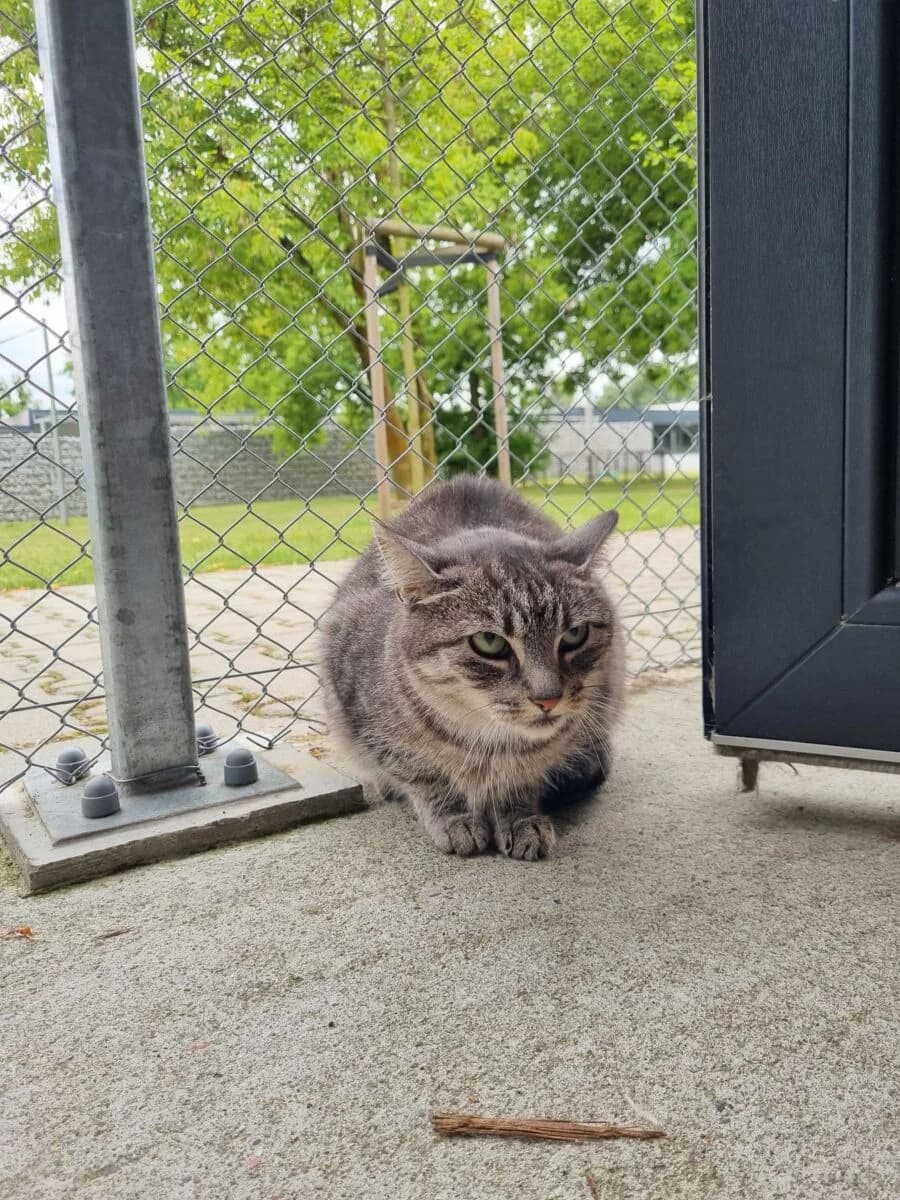 Silver, female Mixed Breed for adoption at Schronisko dla Zwierząt w Poznaniu, Poznan