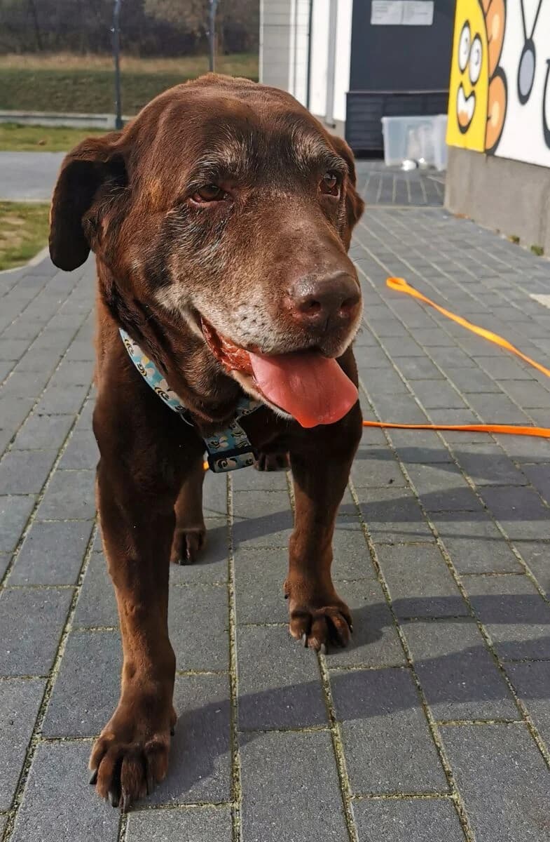 Mabel,  Labrador Retriever for adoption at Schronisko dla Zwierząt w Poznaniu, Poznan