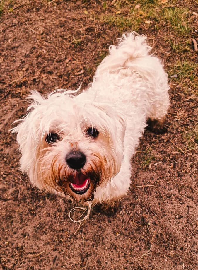 Gustaw, male Mixed Breed for adoption at Schronisko dla Zwierząt w Poznaniu, Poznan
