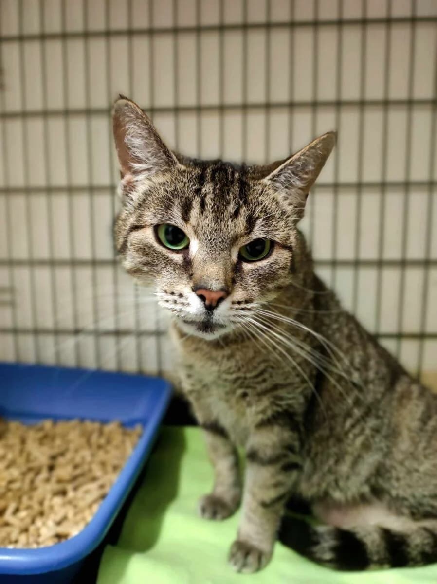 Malwina, female Mixed Breed for adoption at Schronisko dla Zwierząt w Poznaniu, Poznan
