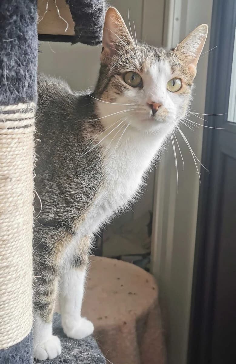Łatka, Mixed Breed (Schronisko dla Zwierząt w Poznaniu)
