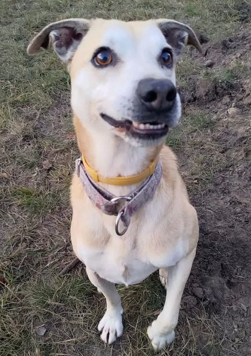 Dingo, male Mixed Breed for adoption at Schronisko dla Zwierząt w Poznaniu, Poznan