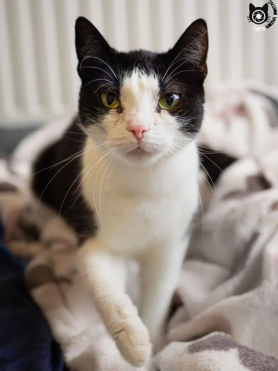 Rózia, Mixed Breed (Schronisko dla Zwierząt w Poznaniu)