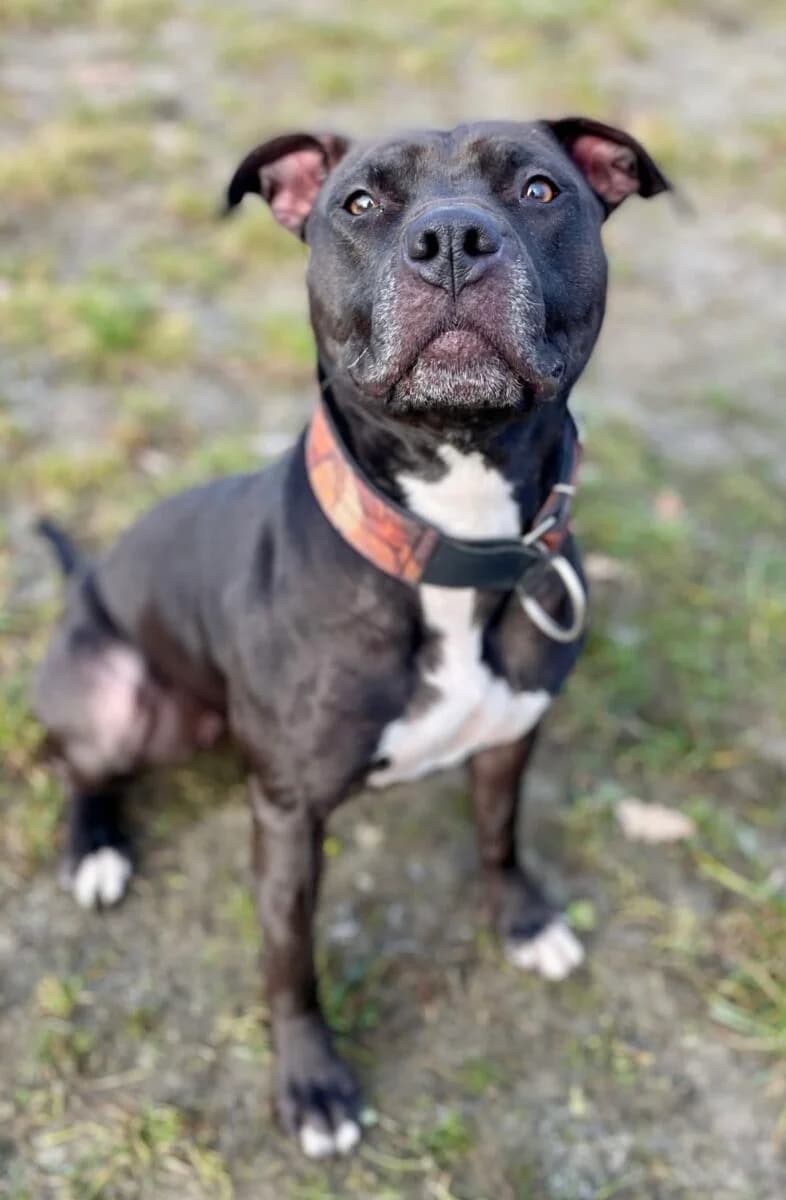 Luna, Mixed Breed (Schronisko dla Zwierząt w Poznaniu)