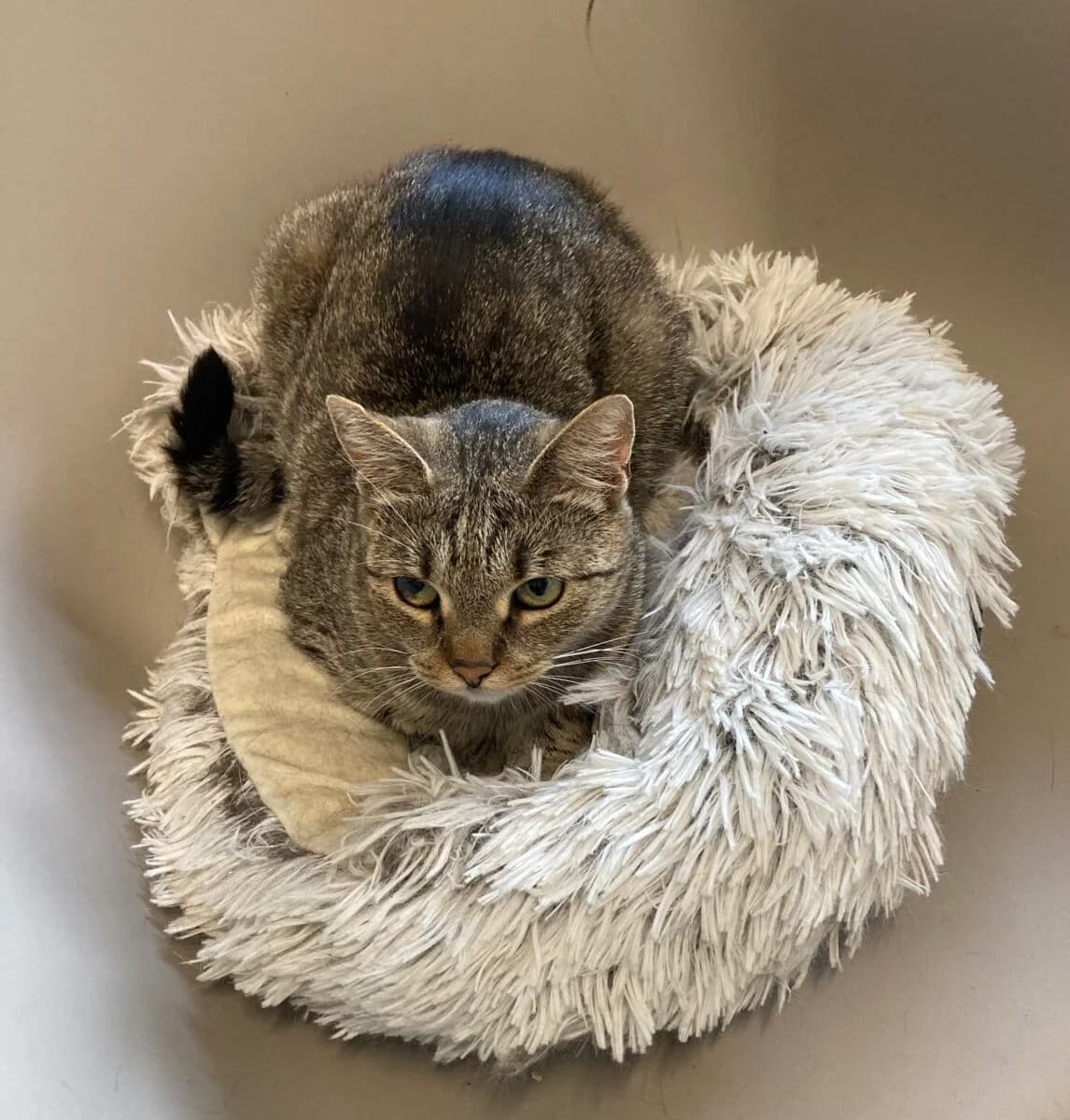 Sówka, female Mixed Breed for adoption at Schronisko dla Zwierząt w Poznaniu, Poznan