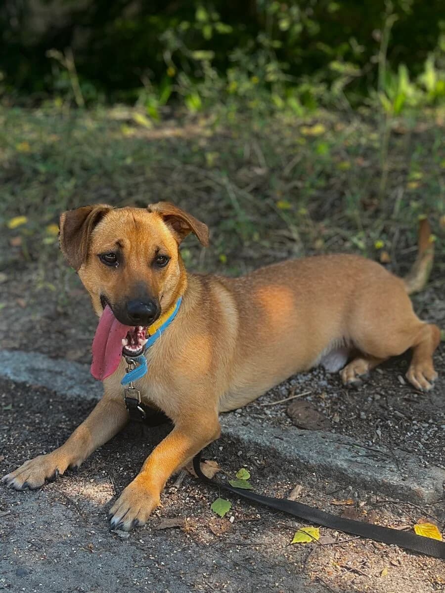 Rokki, Mixed Breed (Schronisko dla Zwierząt w Poznaniu)