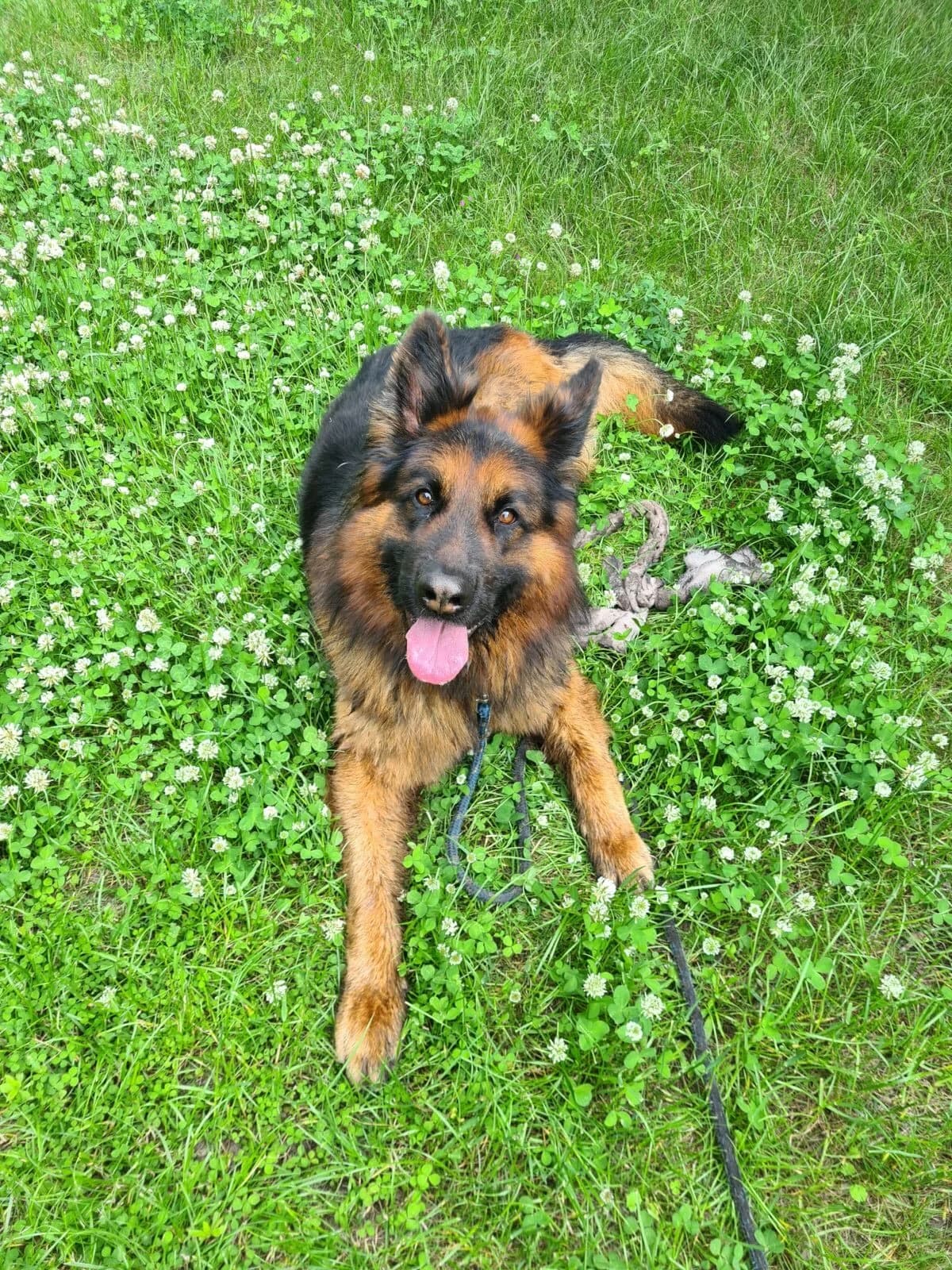 Ares, Mixed Breed (Schronisko dla Zwierząt w Poznaniu)