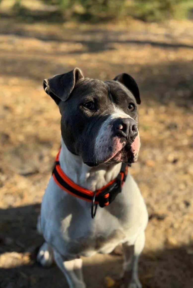 Tyson, male Mixed Breed for adoption at Schronisko dla Zwierząt w Poznaniu, Poznan