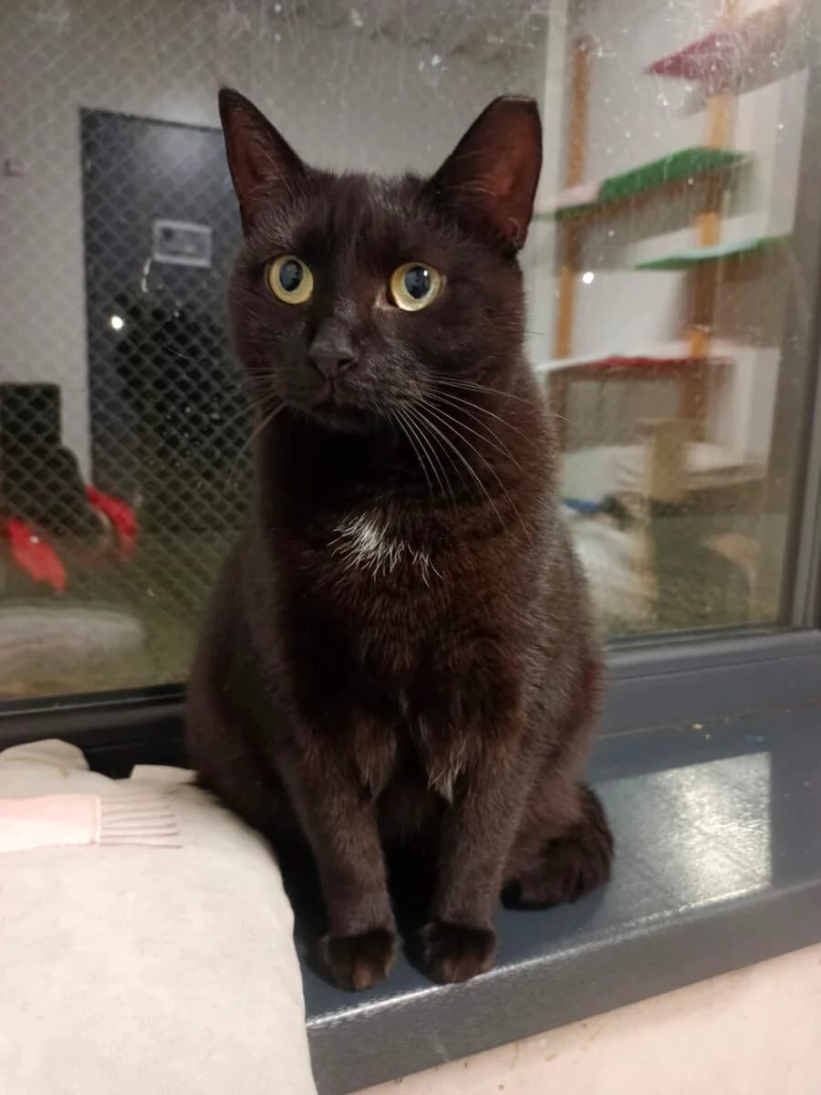 Luna, female Mixed Breed for adoption at Schronisko dla Zwierząt w Poznaniu, Poznan