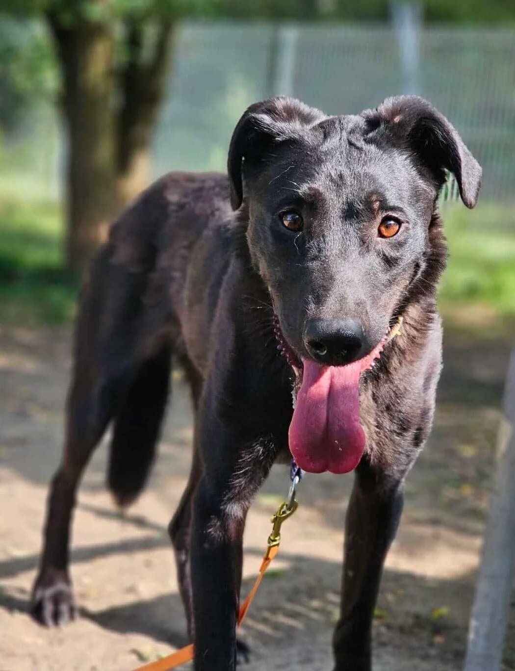 Nox, Mixed Breed (Schronisko dla Zwierząt w Poznaniu)