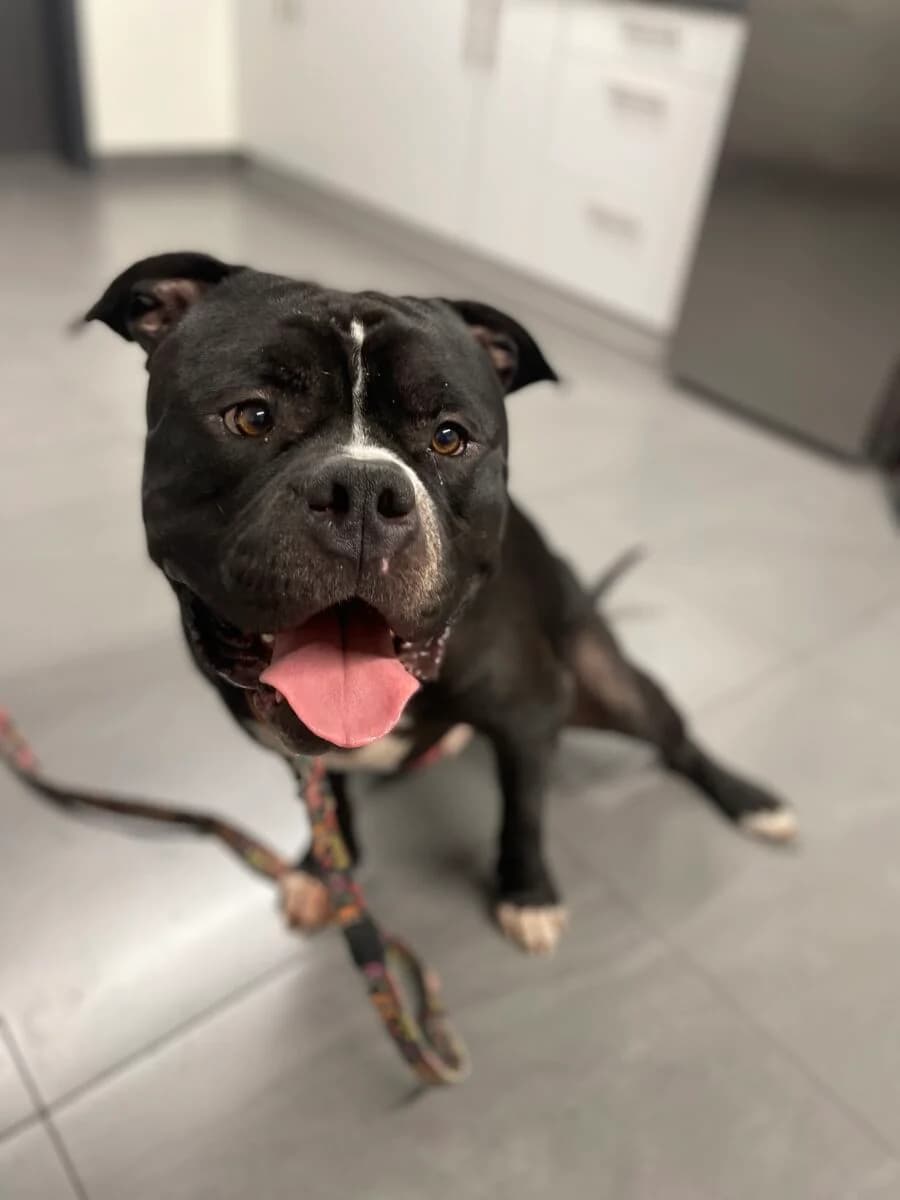 Gru, male American Bully for adoption at Schronisko dla Zwierząt w Poznaniu, Poznan