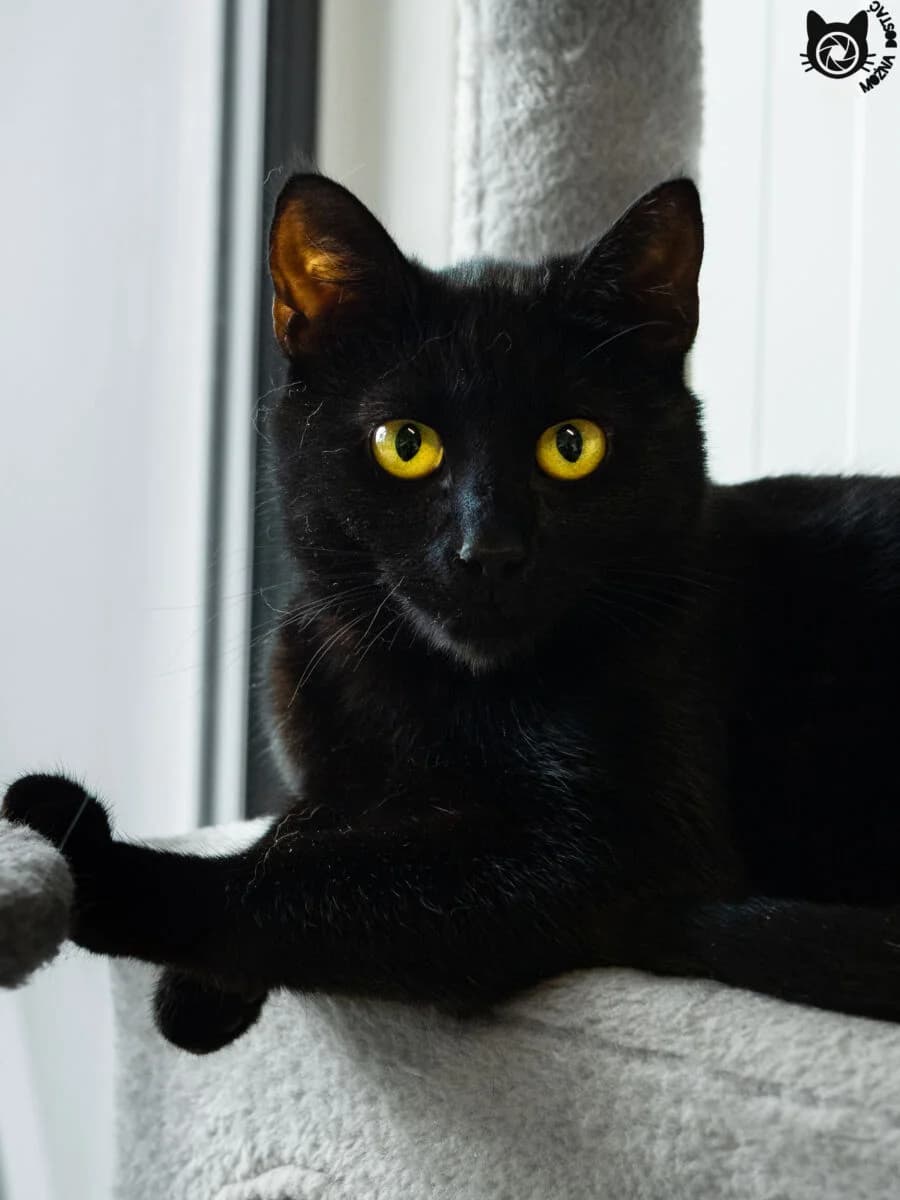 Ghea, Mixed Breed (Schronisko dla Zwierząt w Poznaniu)