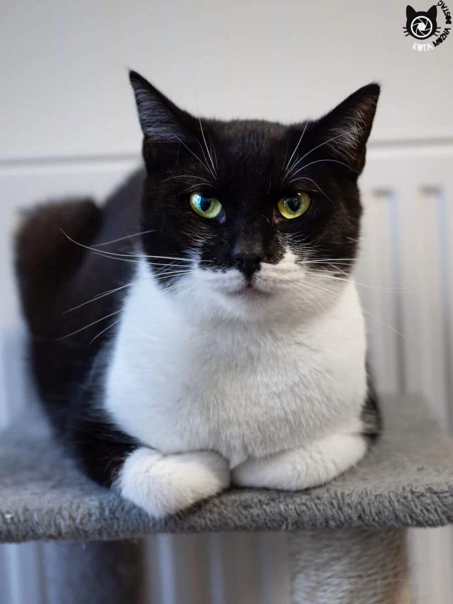 Frania, Mixed Breed (Schronisko dla Zwierząt w Poznaniu)