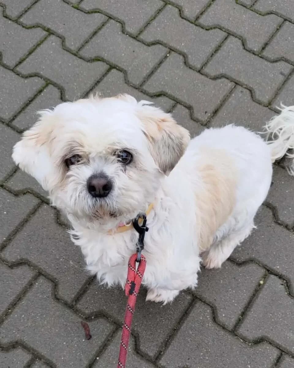 Frodo, male senior Mixed Breed for adoption at Schronisko dla Zwierząt w Poznaniu, Poznan