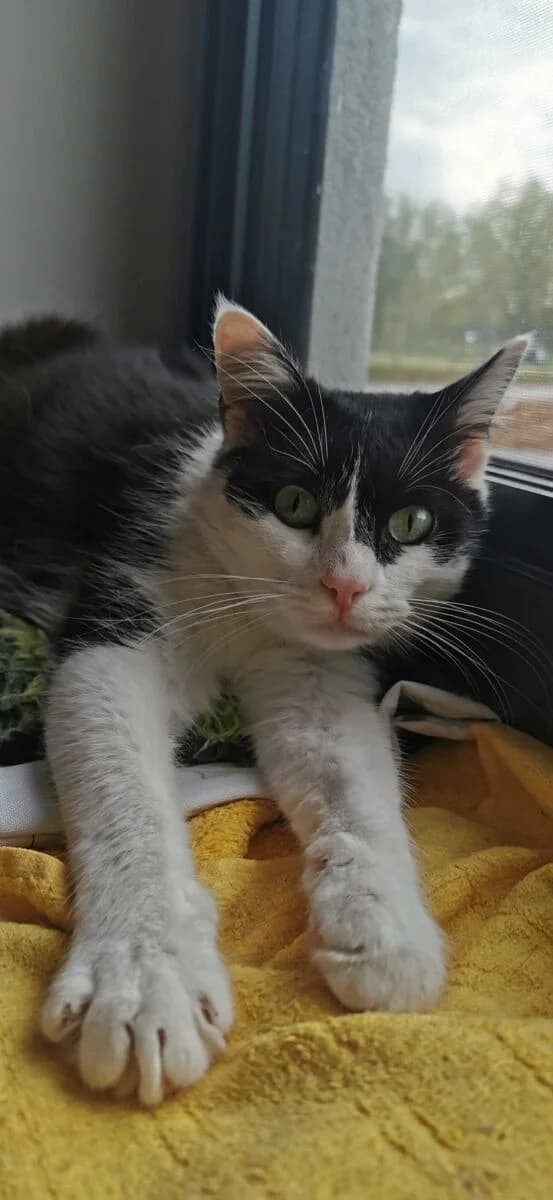 Henryk Felv+, male Mixed Breed for adoption at Schronisko dla Zwierząt w Poznaniu, Poznan