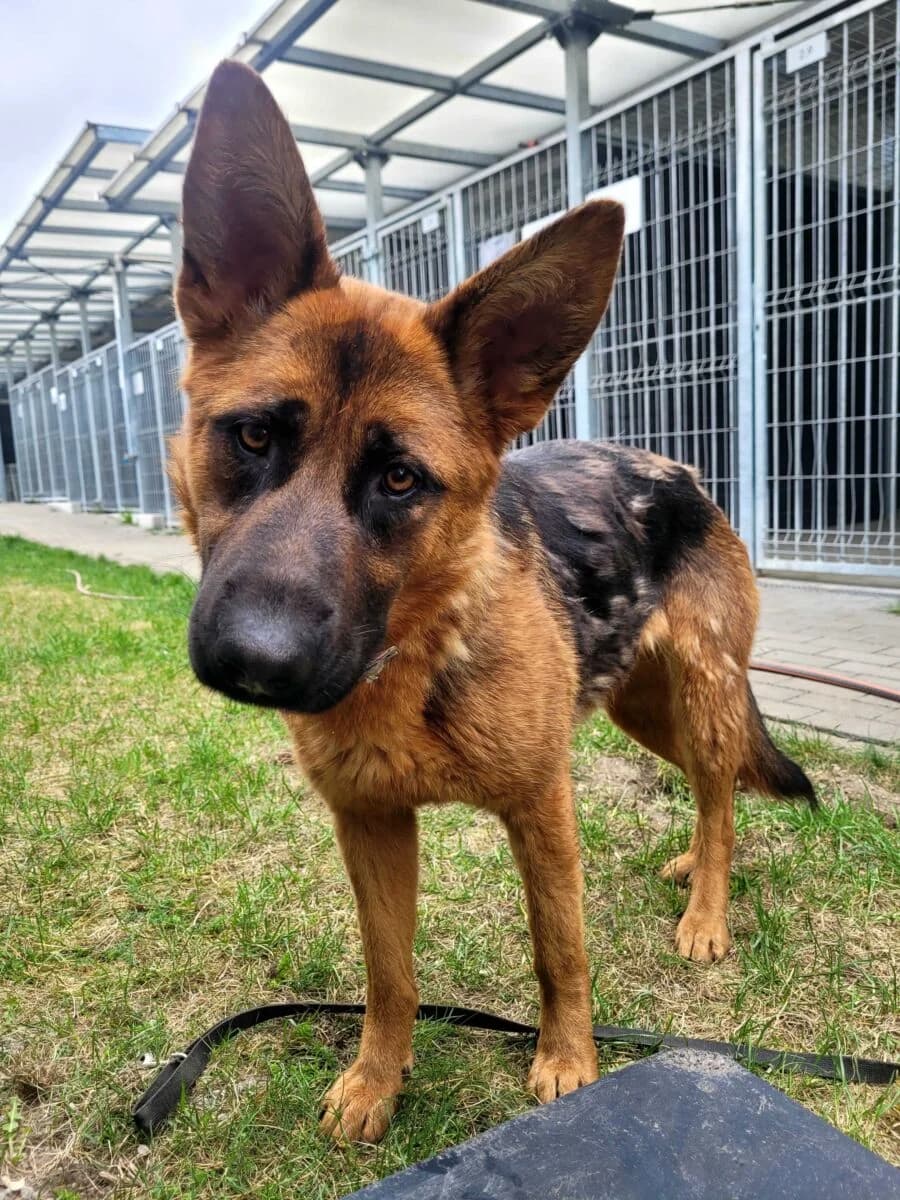 Banshee, female Mixed Breed for adoption at Schronisko dla Zwierząt w Poznaniu, Poznan