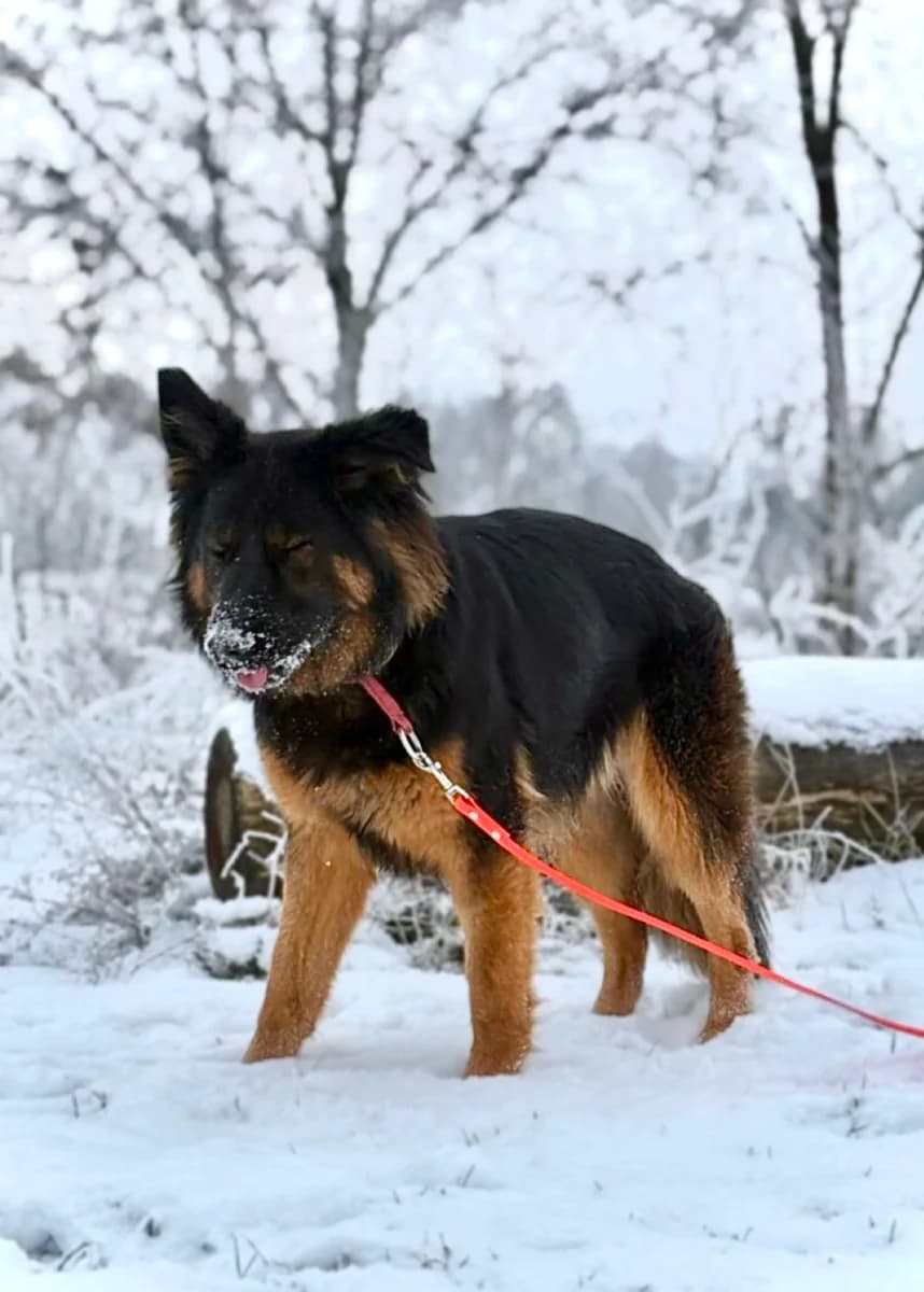 Melody, female Mixed Breed for adoption at Schronisko dla Zwierząt w Poznaniu, Poznan