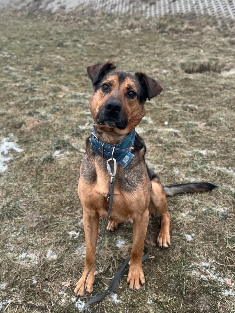 Sylvan, Mixed Breed (Schronisko dla Zwierząt w Poznaniu)