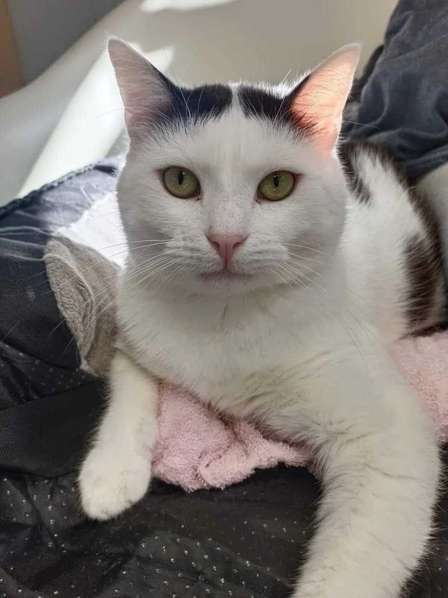 Surmacz Fiv+, Mixed Breed (Schronisko dla Zwierząt w Poznaniu)