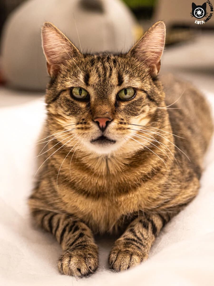 Alfonso Fiv+, Mixed Breed (Schronisko dla Zwierząt w Poznaniu)