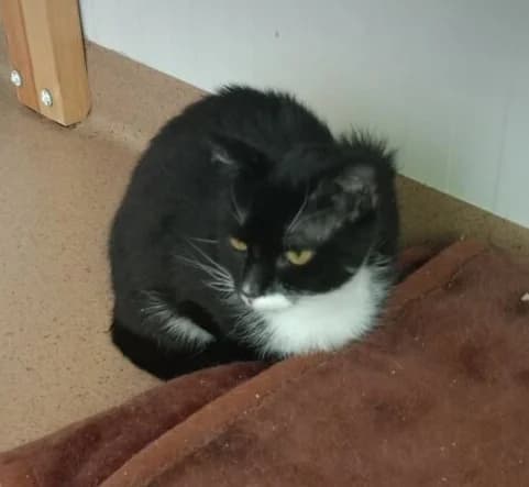 Gwizdek, male Mixed Breed for adoption at Schronisko dla Zwierząt w Poznaniu, Poznan