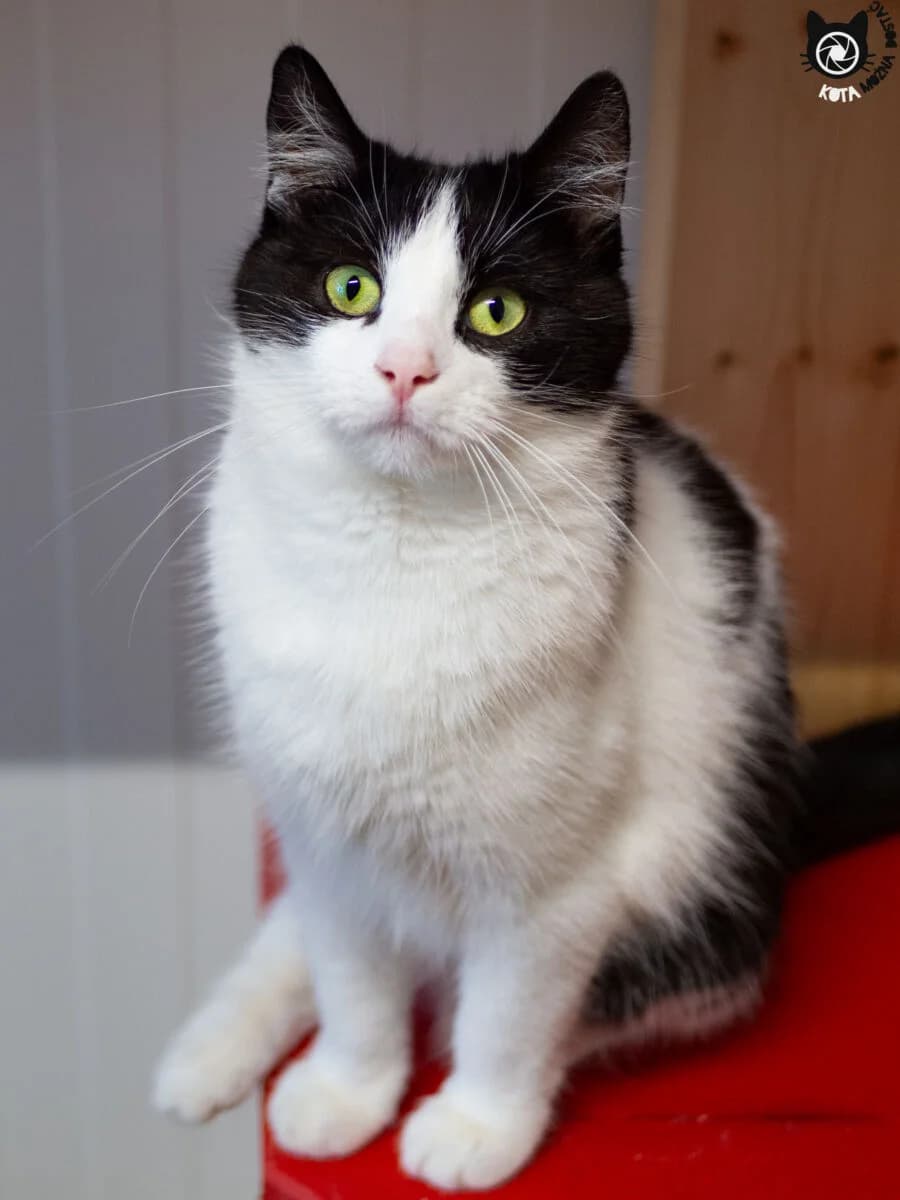 Muriel, Mixed Breed (Schronisko dla Zwierząt w Poznaniu)