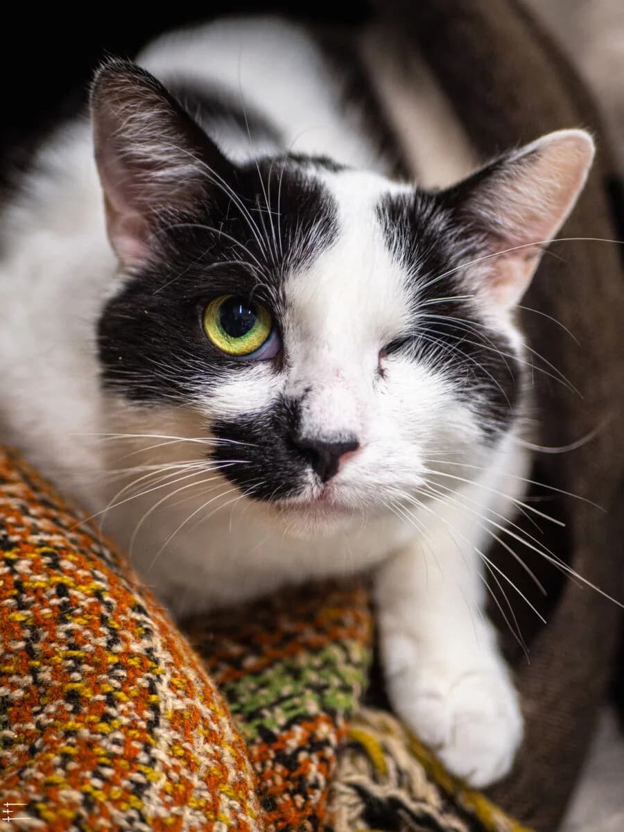 Otis Fiv+, Mixed Breed (Schronisko dla Zwierząt w Poznaniu)