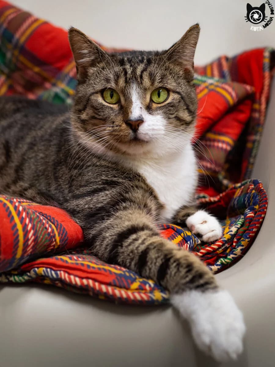 Gerwazy Fiv+, Mixed Breed (Schronisko dla Zwierząt w Poznaniu)