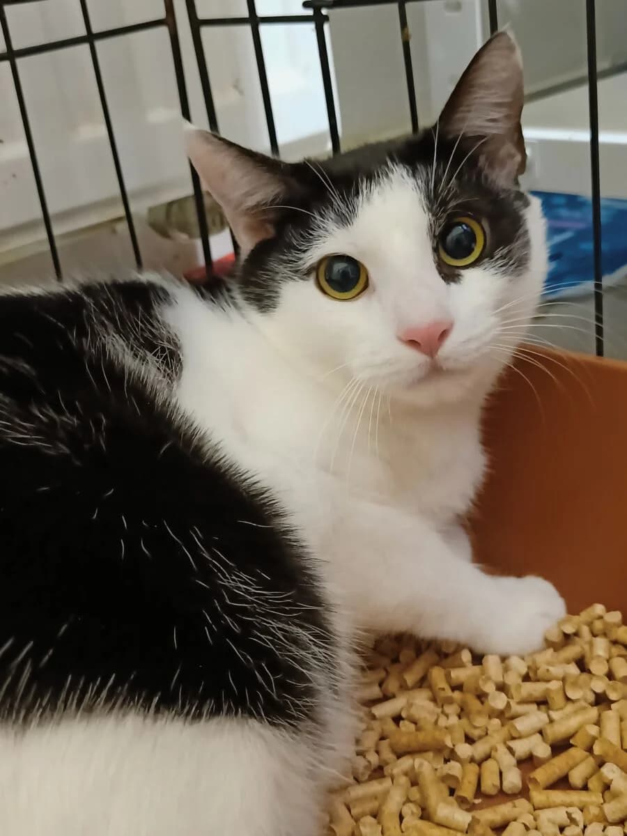 Liam, Mixed Breed (Schronisko dla Zwierząt w Poznaniu)